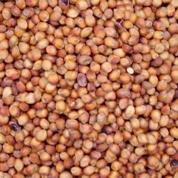 Forage-Sorghum-2120-UN