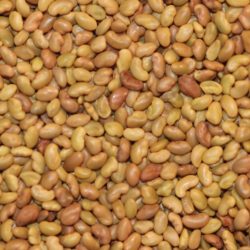 lucerne seed