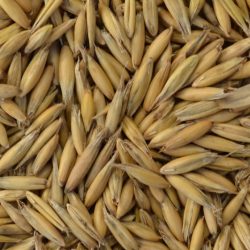 oats seed