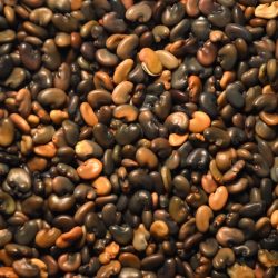 sunn_hemp_small