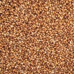 teff-seed-500x500