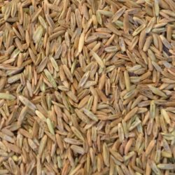 westerwold seed