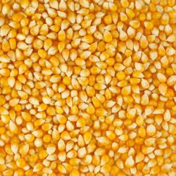 yellow maize