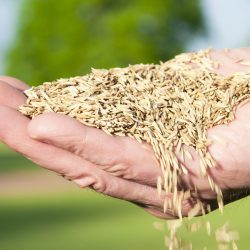 grass-seeds
