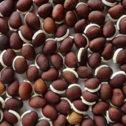 lablab_seeds