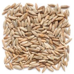 rye-seeds-1584083165-5336120
